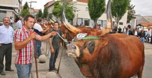 Cofafe arrisca ficar fora das Feiras Francas